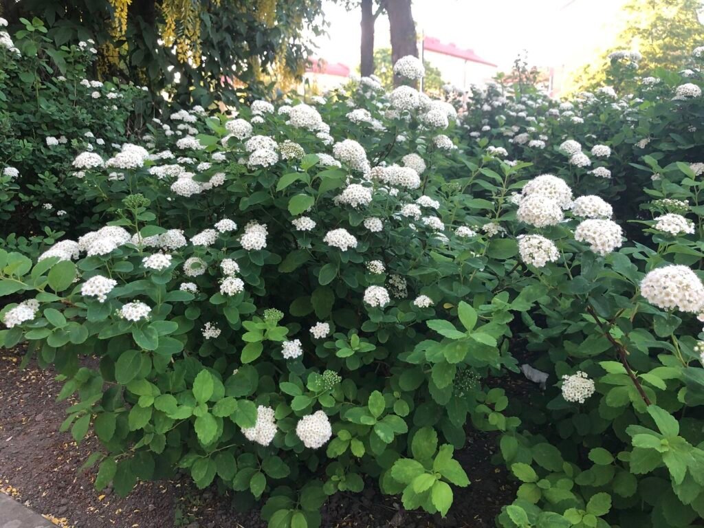 Birchleaf spirea - Spiraea betulifolia