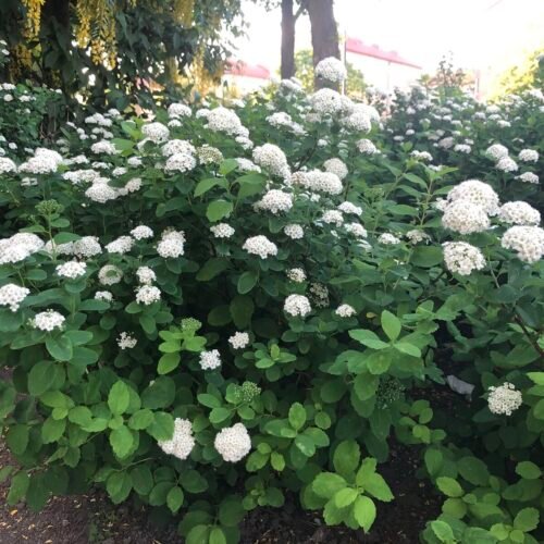 How to grow Birchleaf spirea (Spiraea betulifolia)
