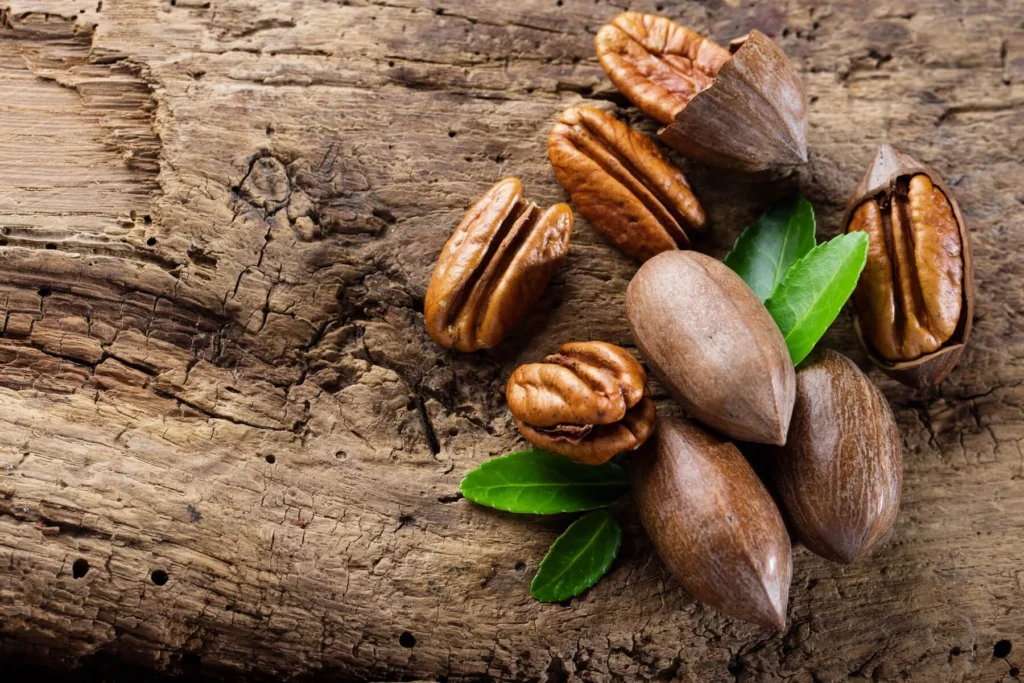 Pecan - Carya illinoinensis