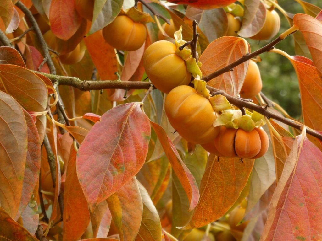 Japanese persimmon - Diospyros kaki