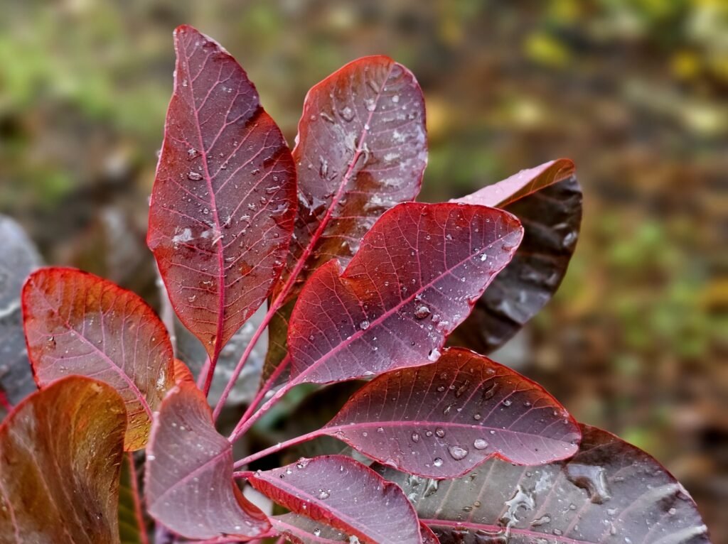 Grace Smoke Bush - Cotinus × dummeri