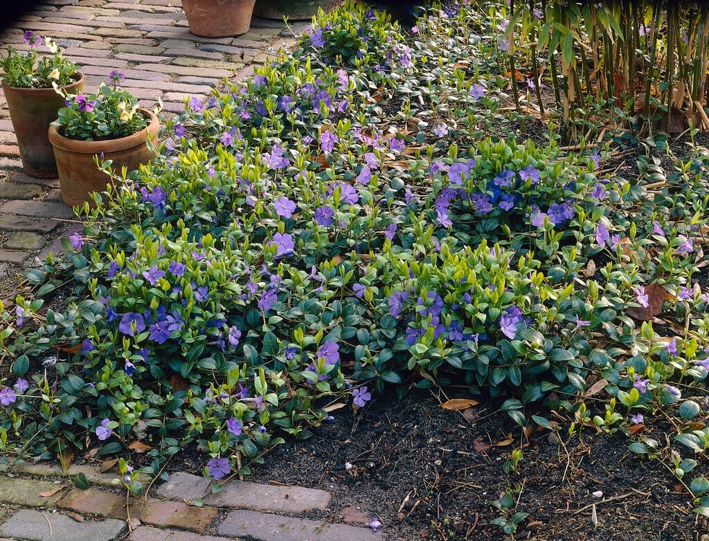 Lesser Periwinkle - Vinca minor