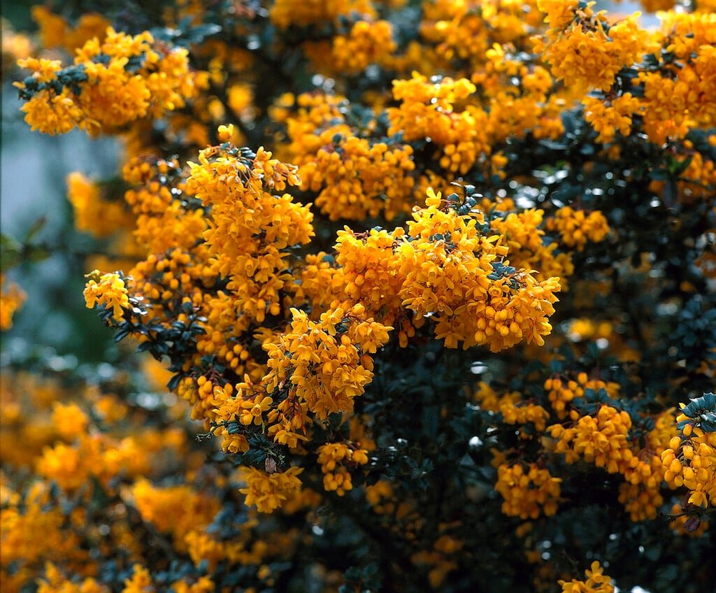 Darwin's Barberry - Berberis darwinii