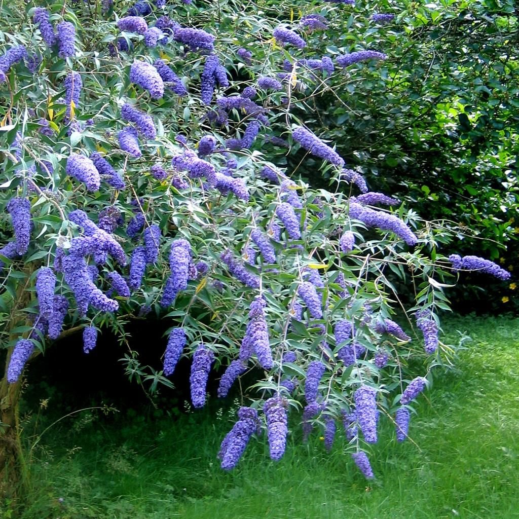 Butterfly Bush - Buddleja davidii