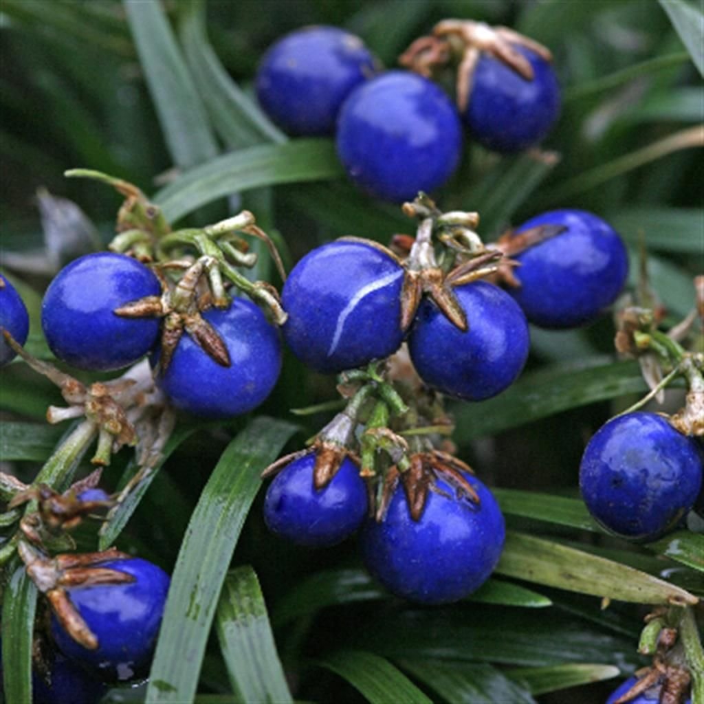 Mondo Grass - Ophiopogon japonicus