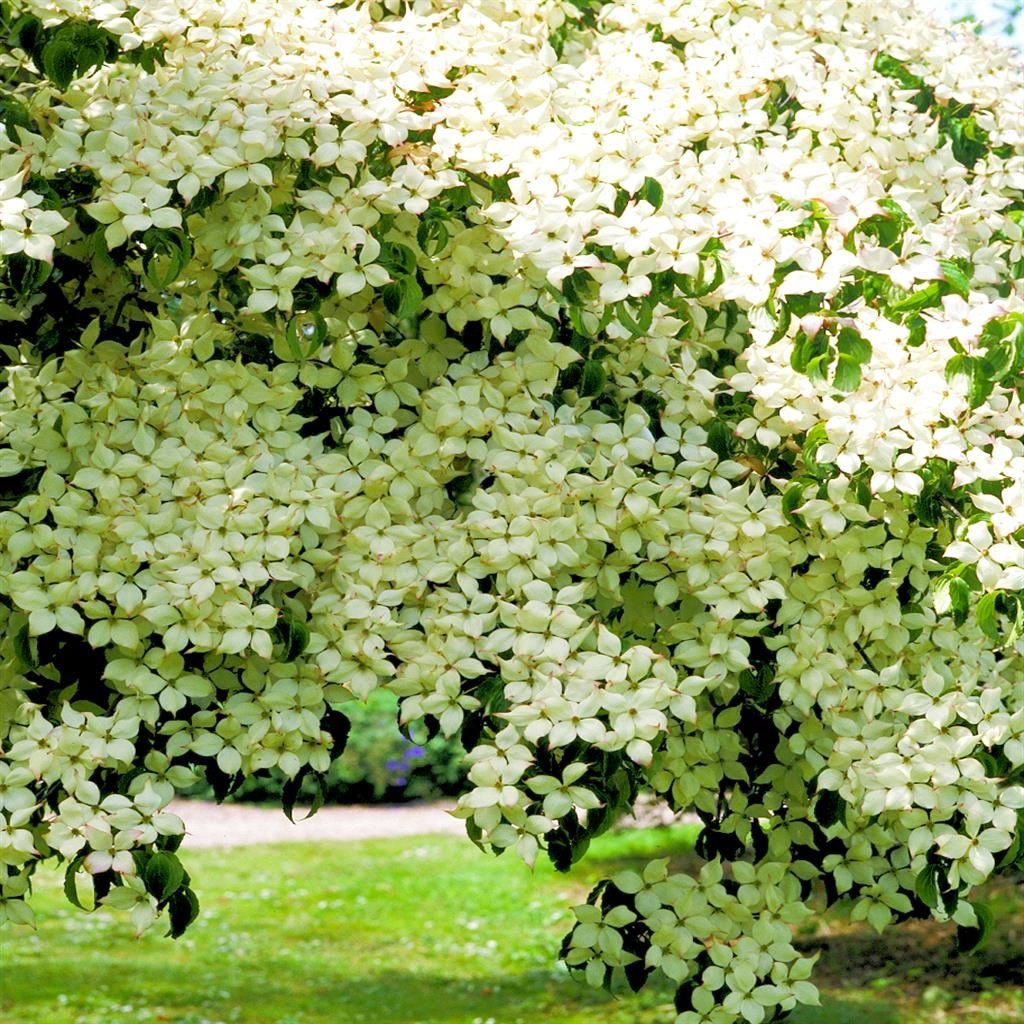 Japanese Dogwood - Cornus kousa