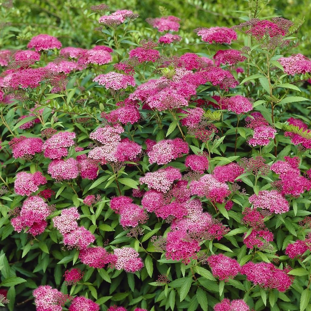 Japanese Spiraea - Spiraea japonica