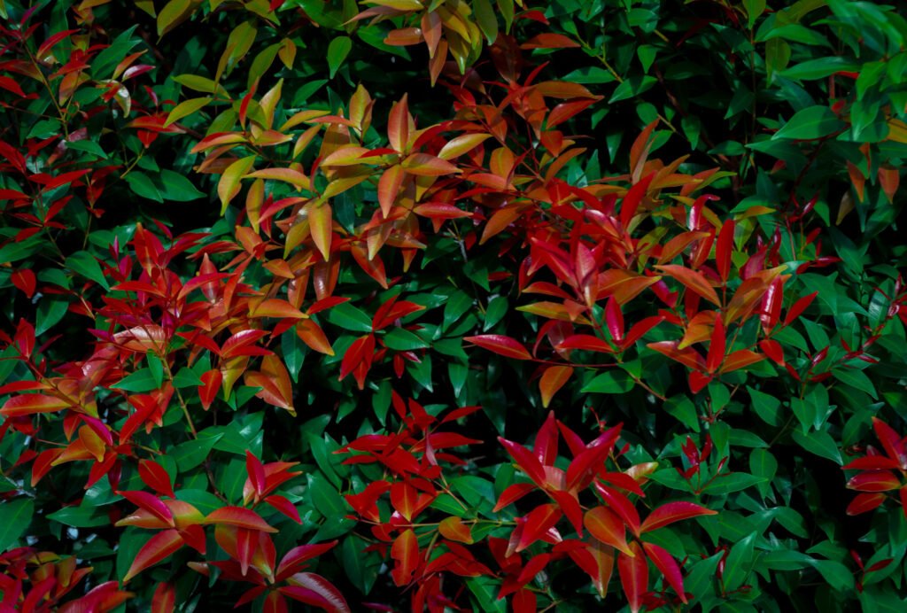 Sacred Bamboo - Nandina domestica