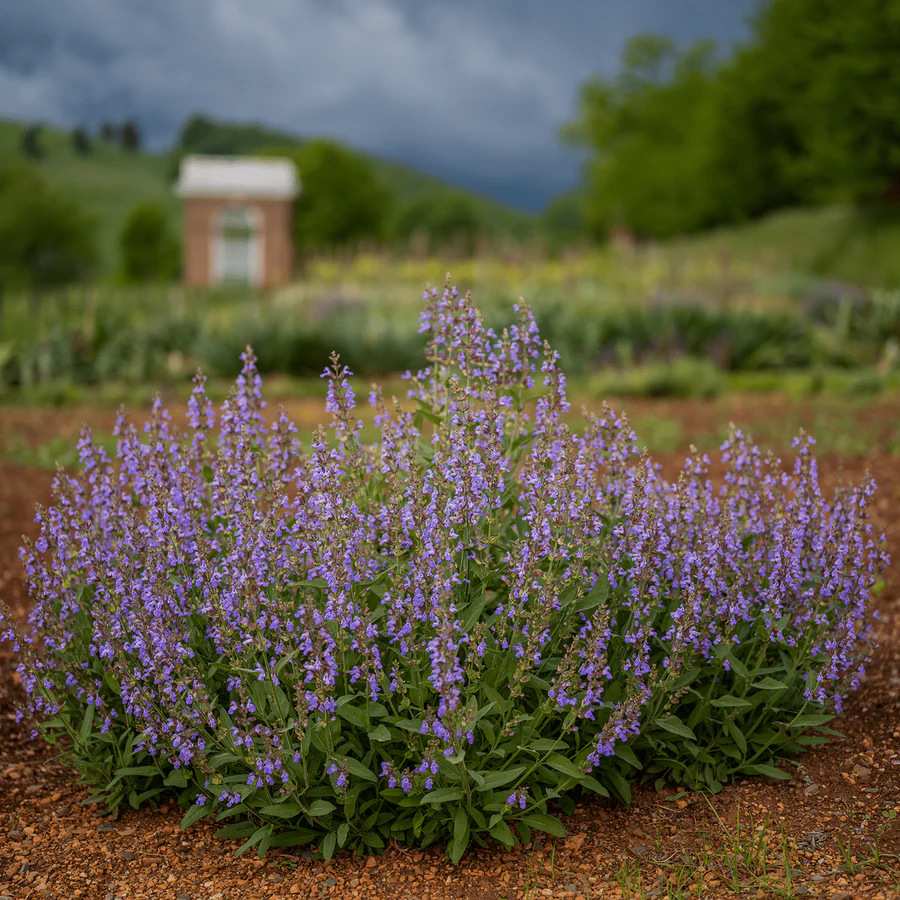 Sage - Salvia officinalis