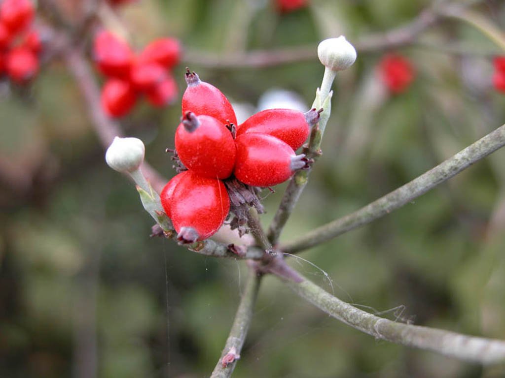Flowering Dogwood - Cornus florida