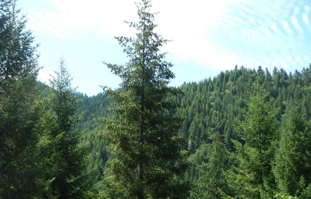 Douglas Fir - Pseudotsuga menziesii
