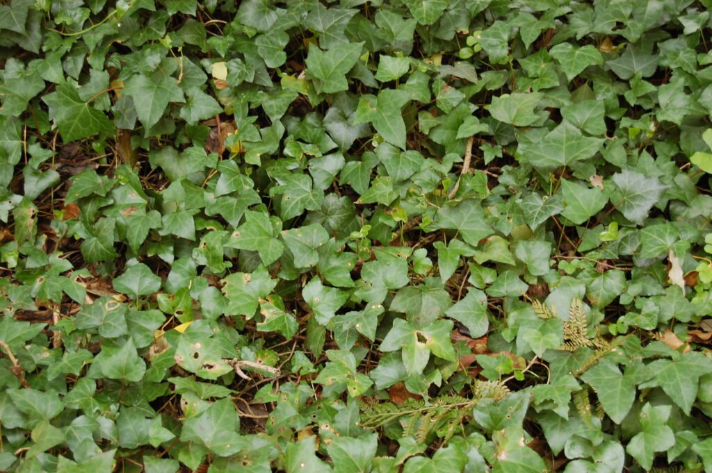 Ivy - Hedera helix
