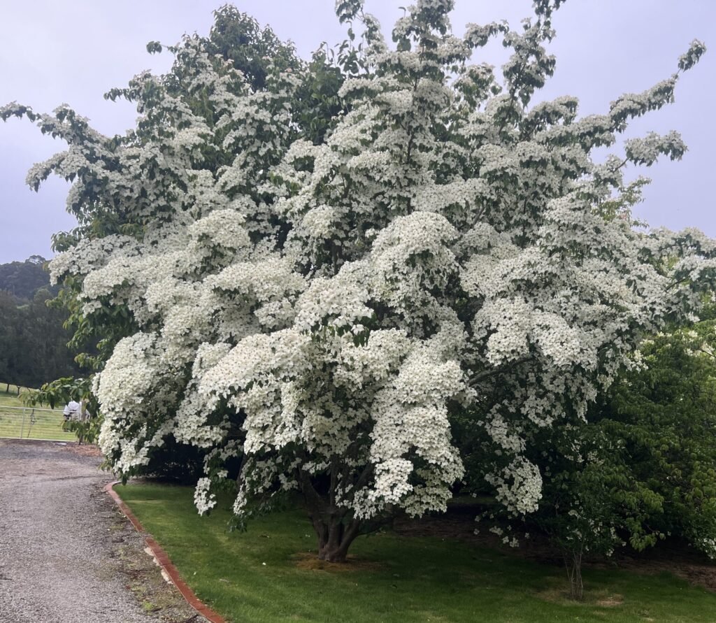 Chinese dogwood - Cornus kousa chinensis