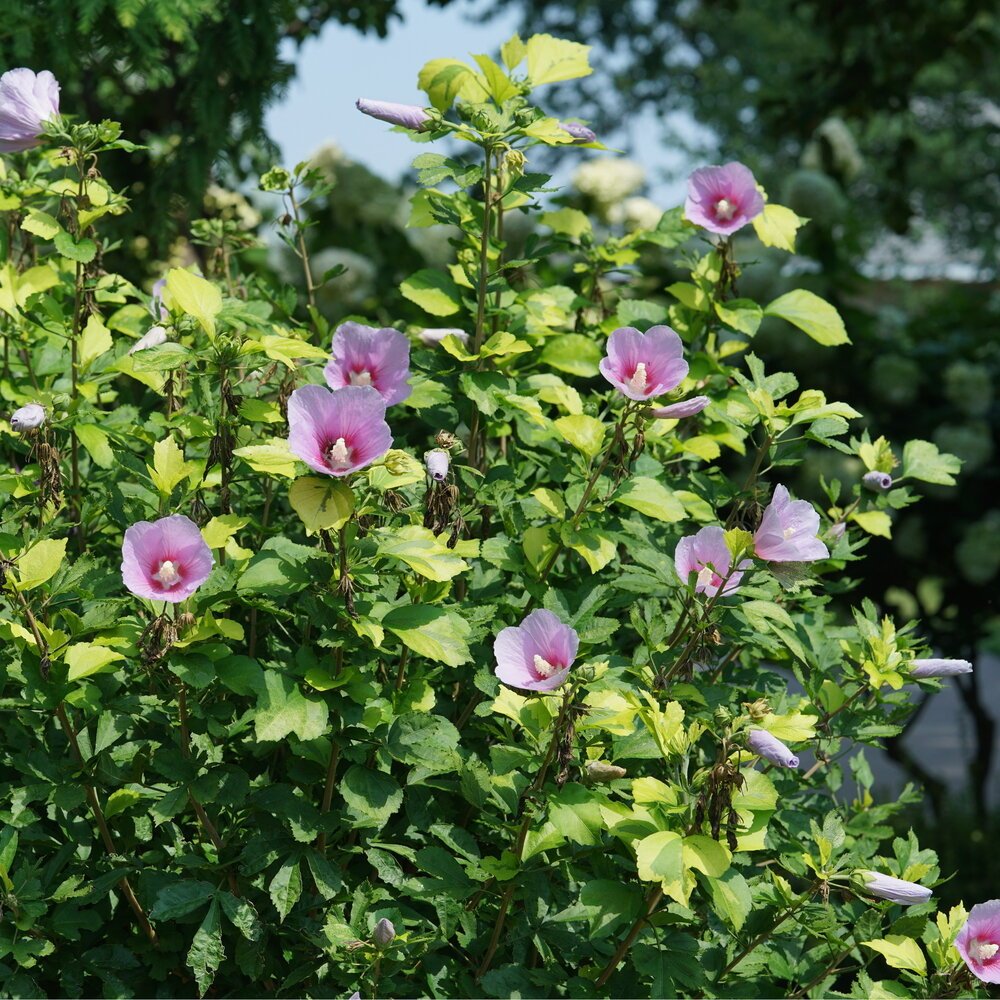 Rose Of Sharon - Hibiscus syriacus