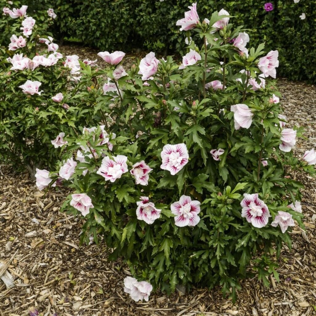 Rose Of Sharon - Hibiscus syriacus