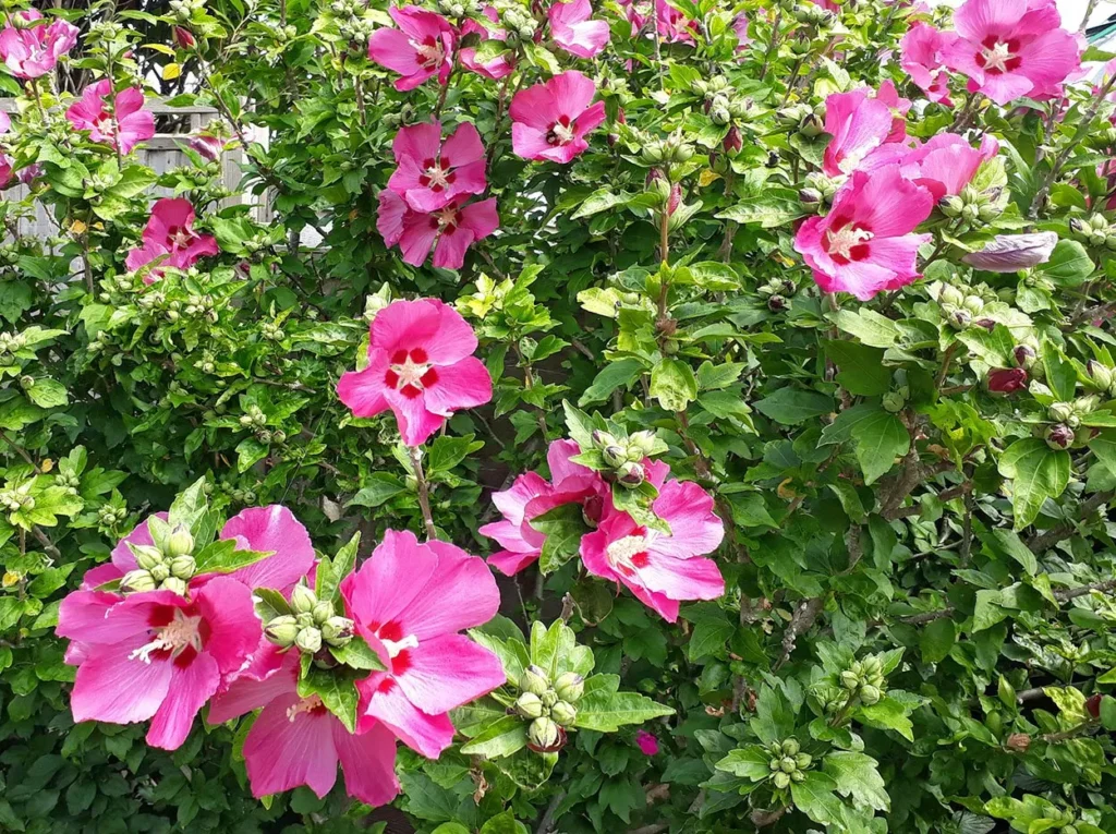 Rose Of Sharon - Hibiscus syriacus