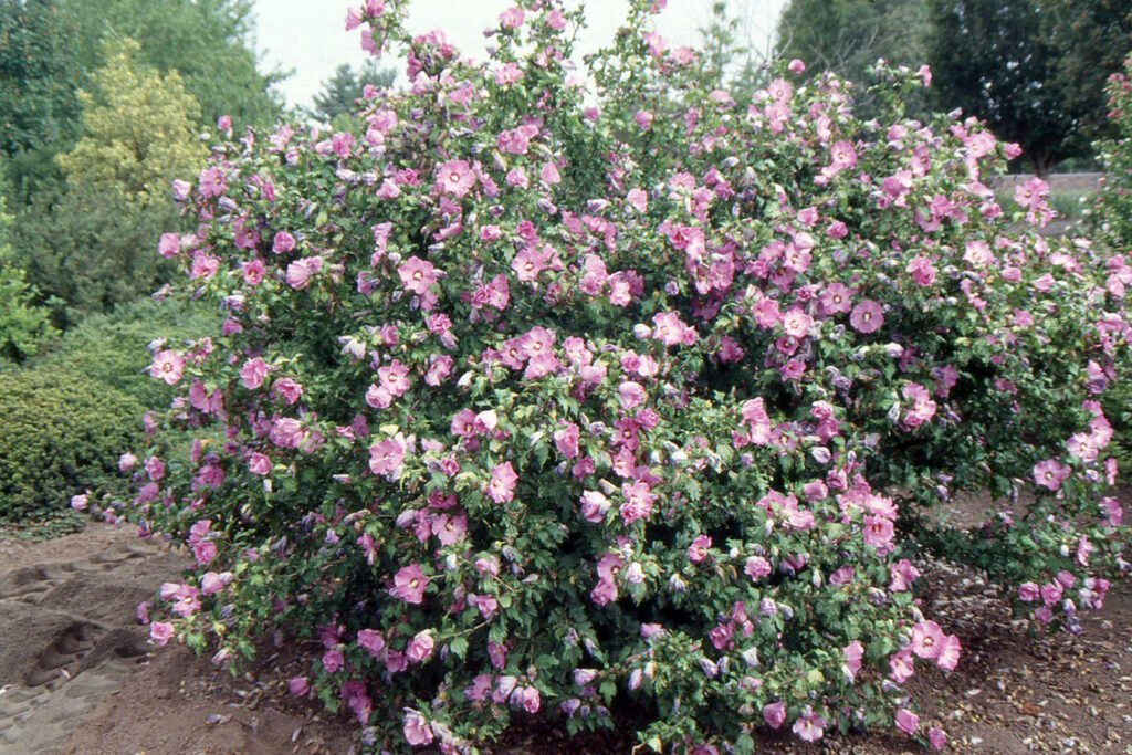 Rose Of Sharon - Hibiscus syriacus