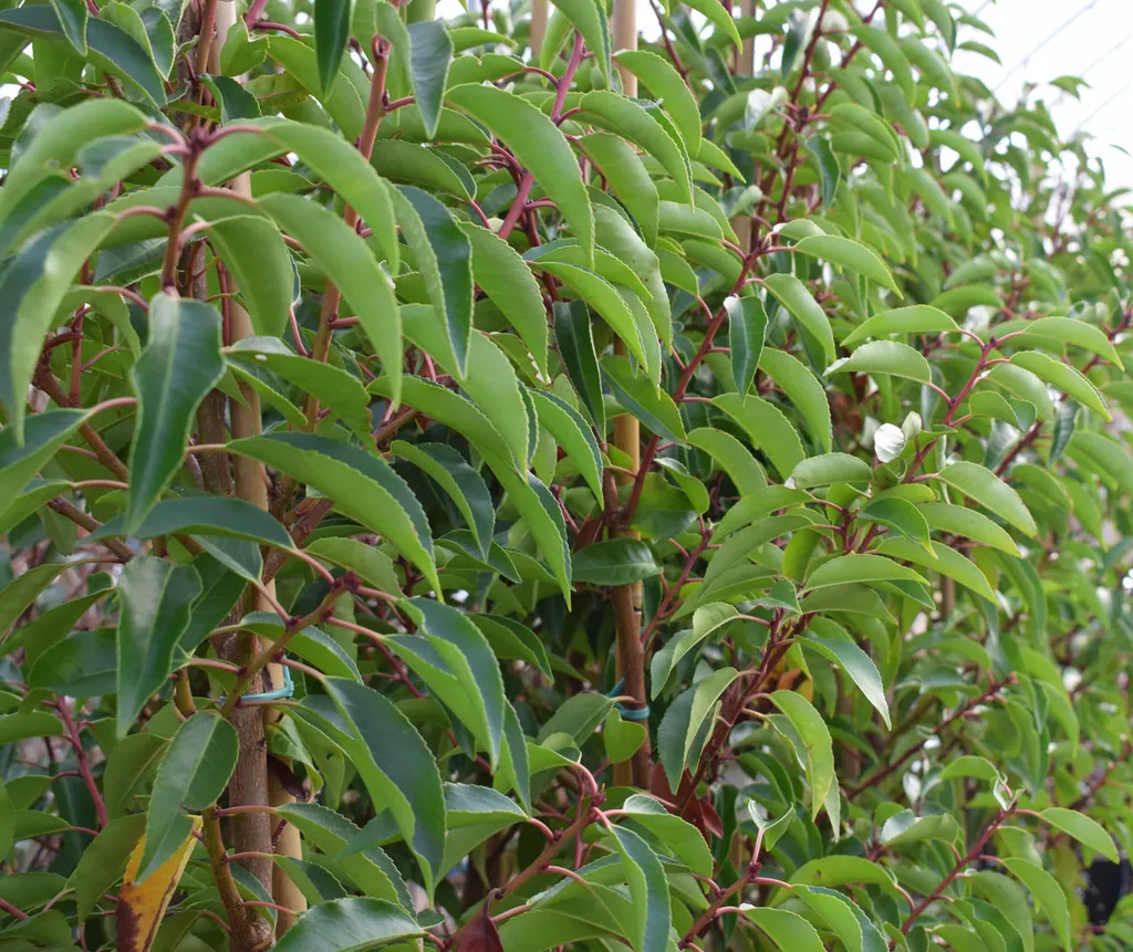 Portugal Laurel - Prunus lusitanica