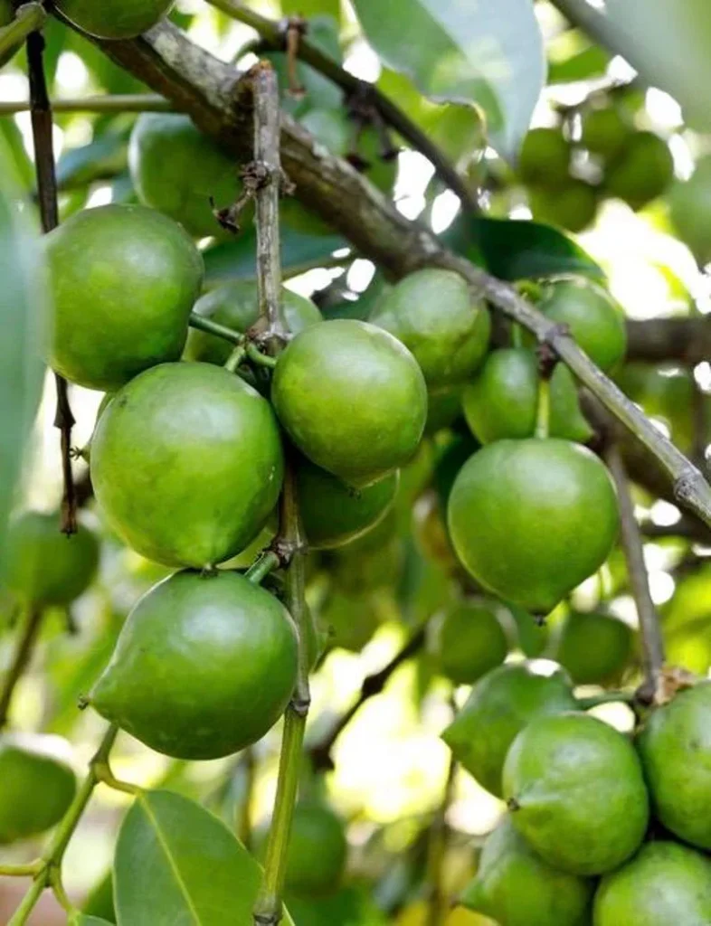 Black Sapote - Diospyros digyna