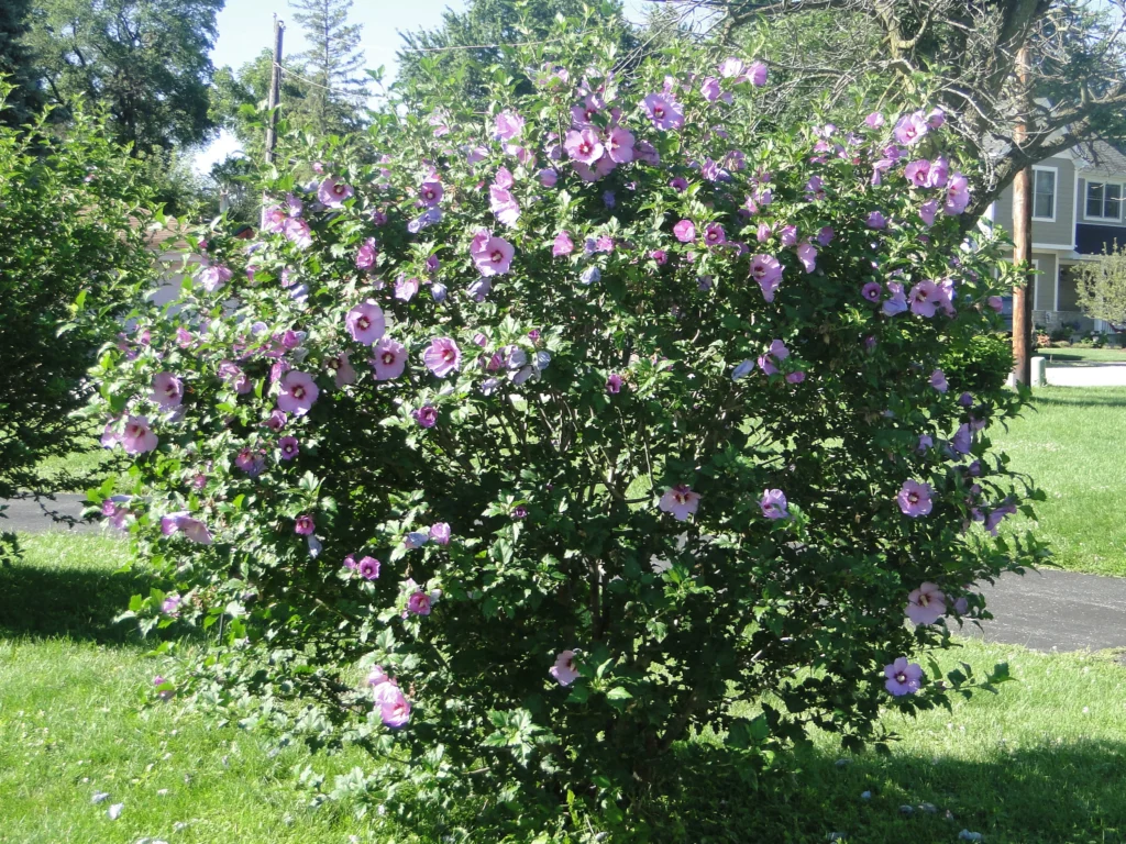 Rose Of Sharon - Hibiscus syriacus