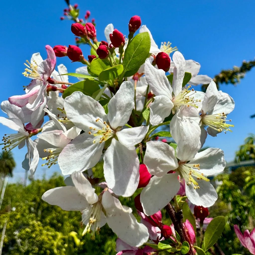 Japanese flowering crab apple - Malus floribunda
