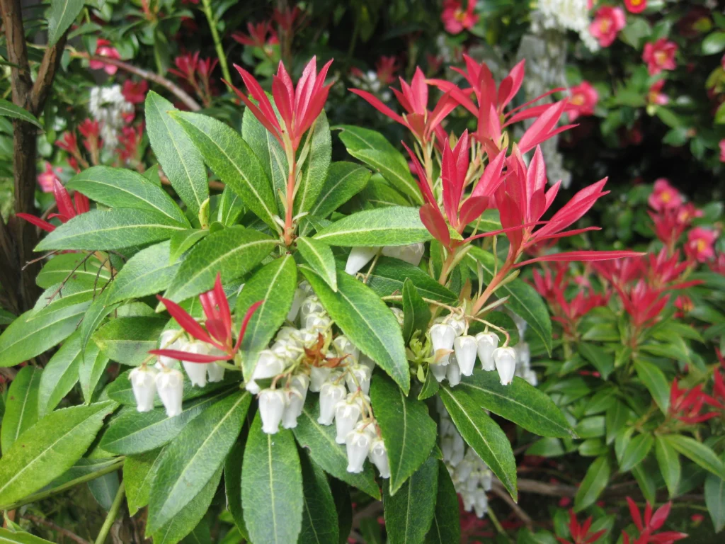 Japanese Andromeda - Pieris japonica