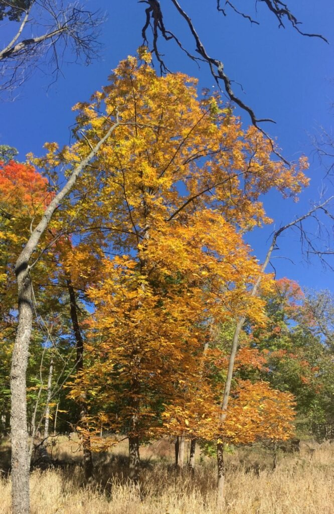 Shellbark Hickory - Carya laciniosa