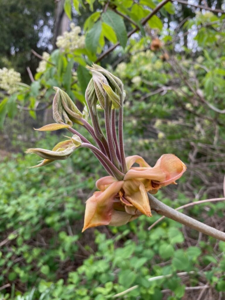 Shagbark Hickory - Carya ovata