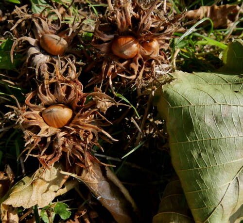 How to grow Turkish Hazel (Corylus colurna)