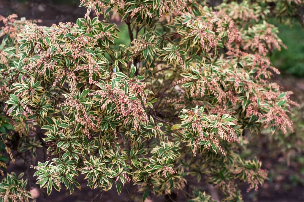 Japanese Andromeda - Pieris japonica
