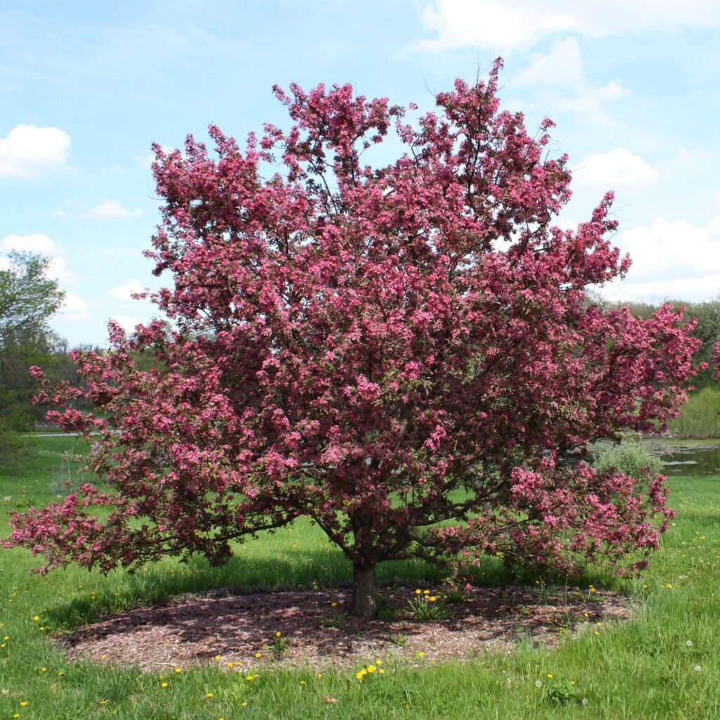 Japanese flowering crab apple - Malus floribunda
