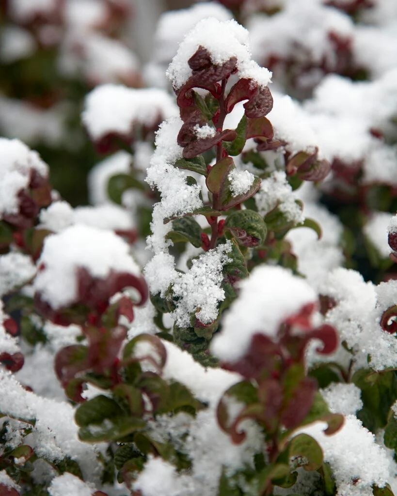 Coastal Doghobble - Leucothoe axillaris