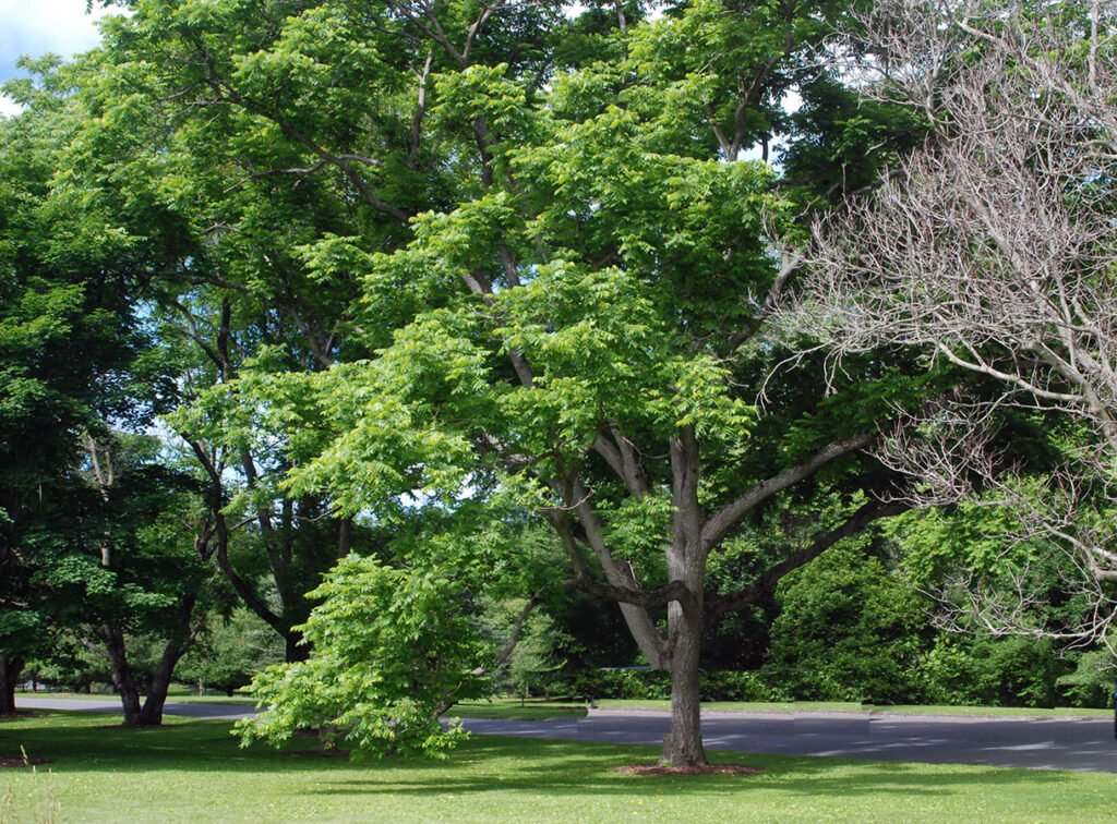 Japanese Walnut - Juglans ailanthifolia