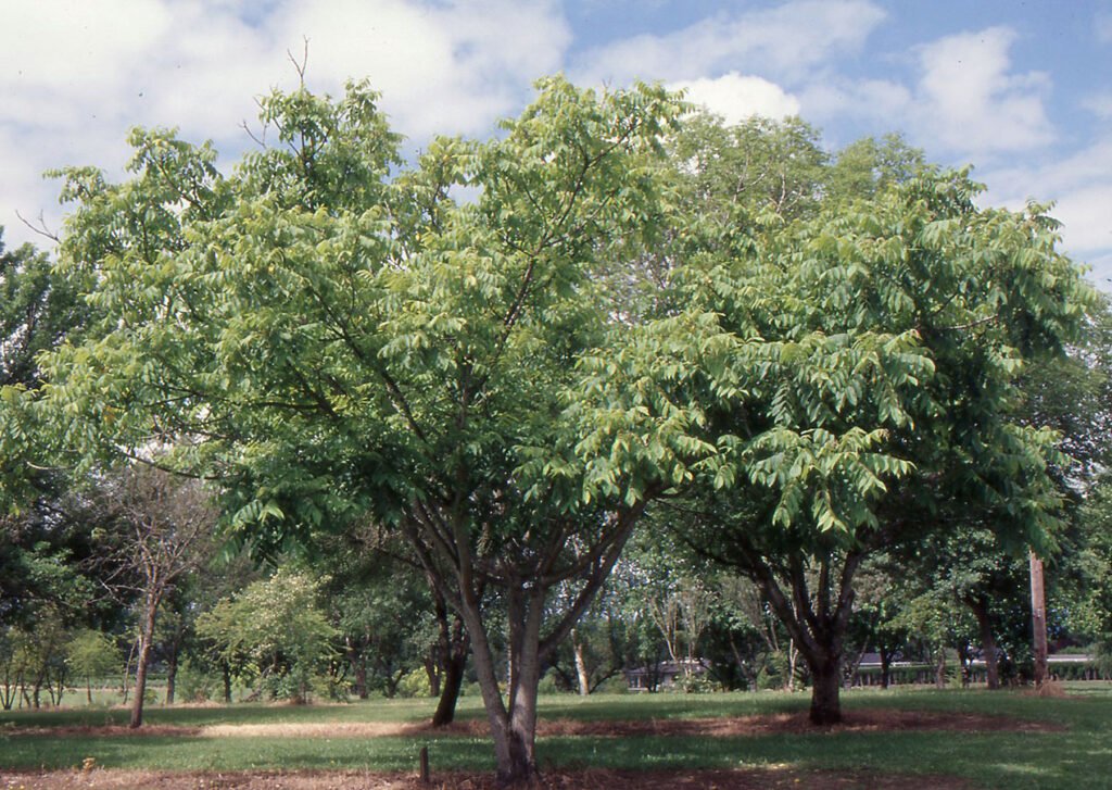 Japanese Walnut - Juglans ailanthifolia