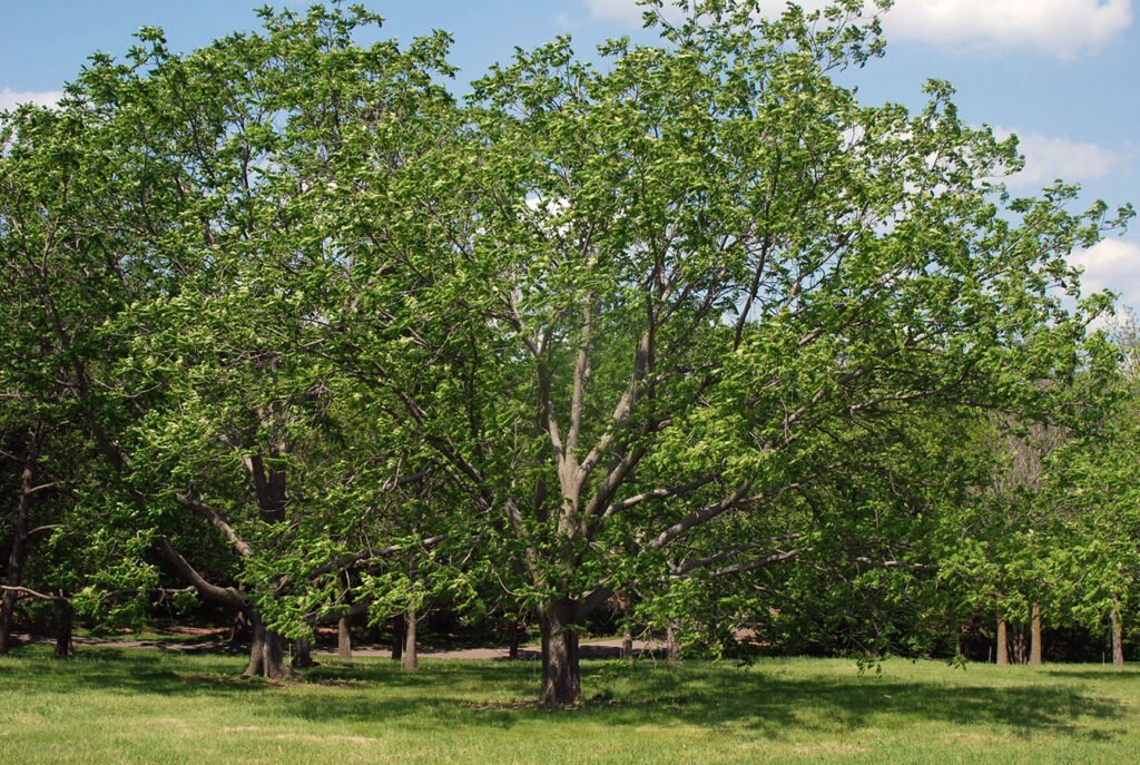 Butternut - White Walnut - Juglans cinerea