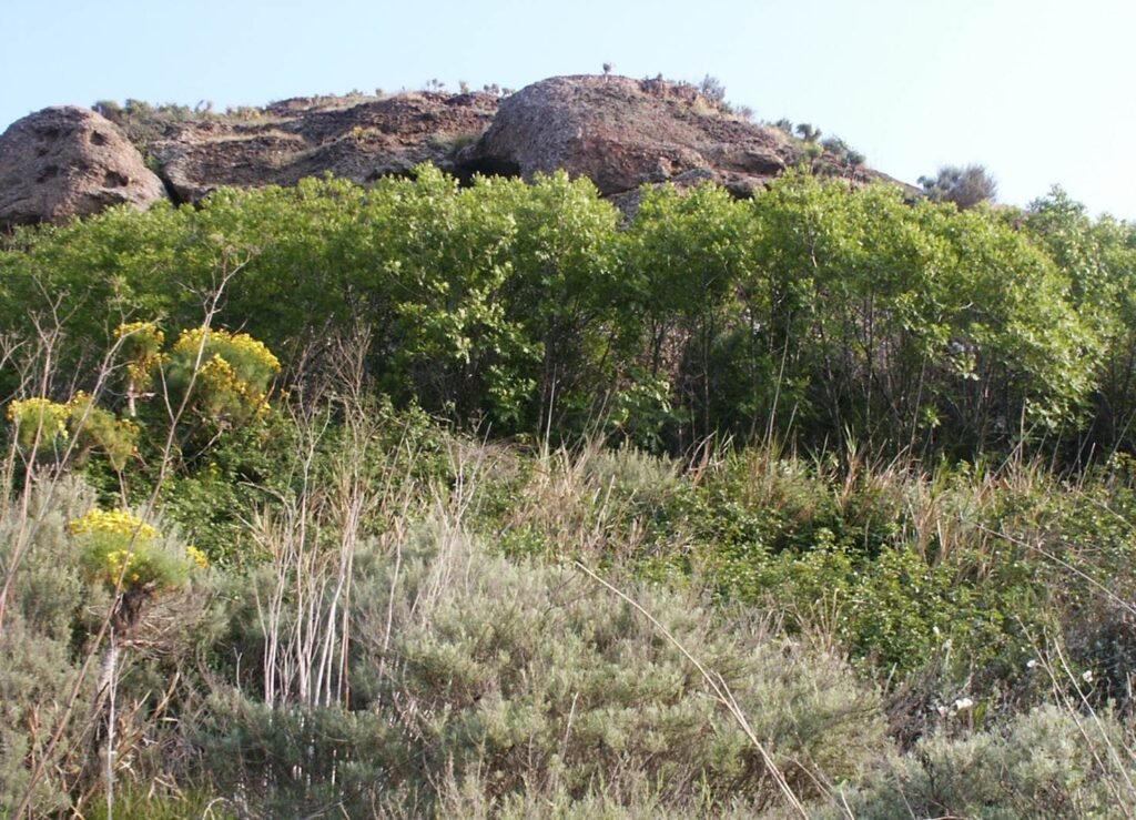 California Walnut - Juglans californica