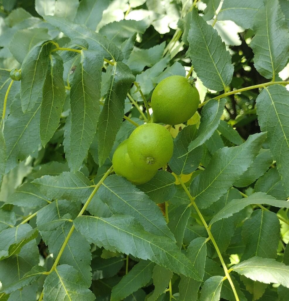 California Walnut - Juglans californica