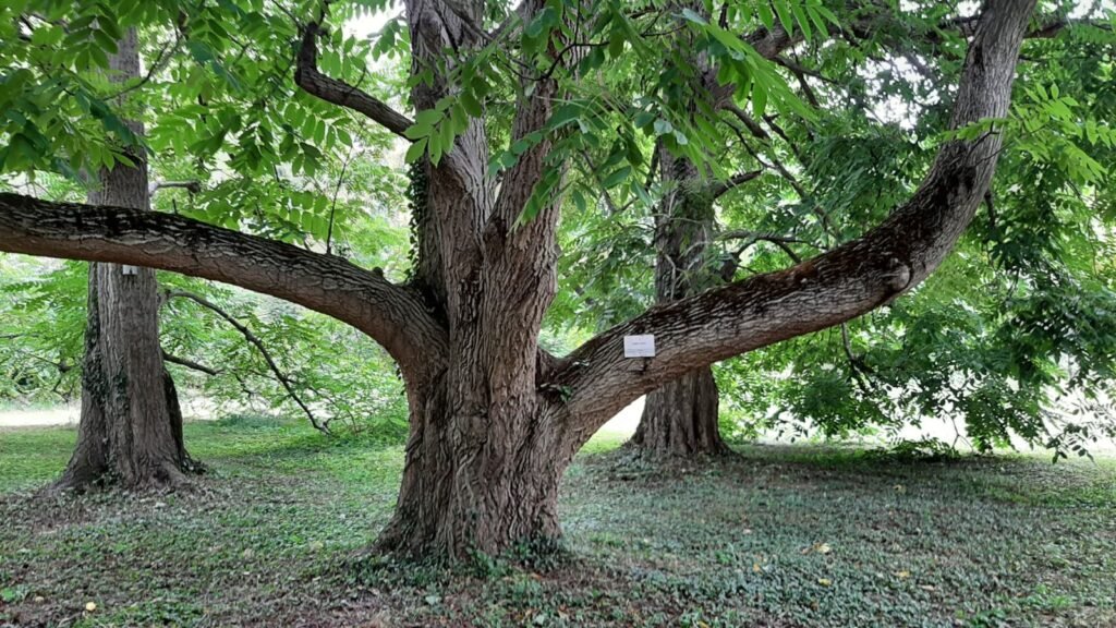 Butternut - White Walnut - Juglans cinerea