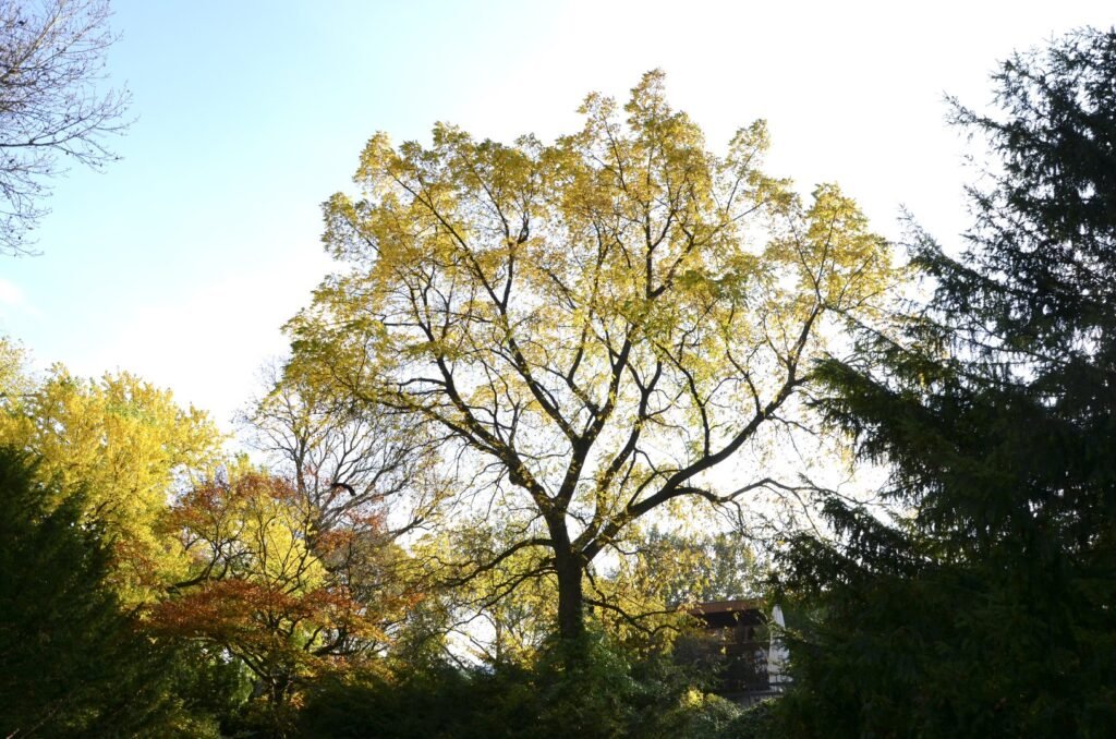 Manchurian Walnut - Juglans mandschurica