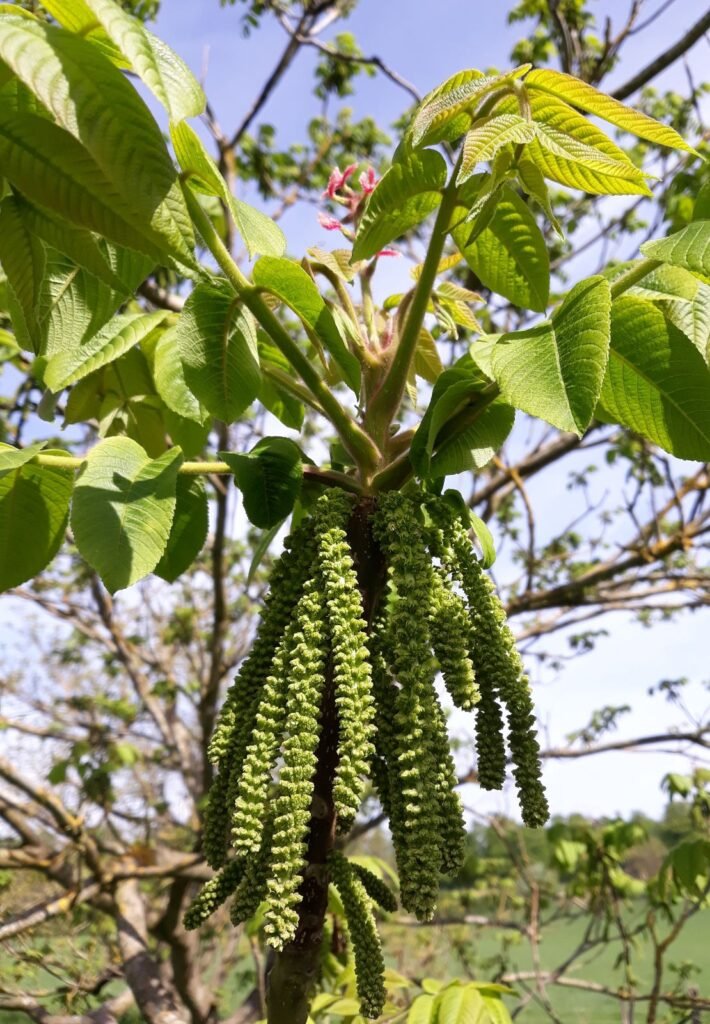 Manchurian Walnut - Juglans mandschurica