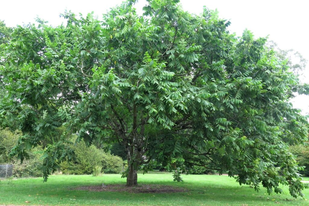 Manchurian Walnut - Juglans mandschurica