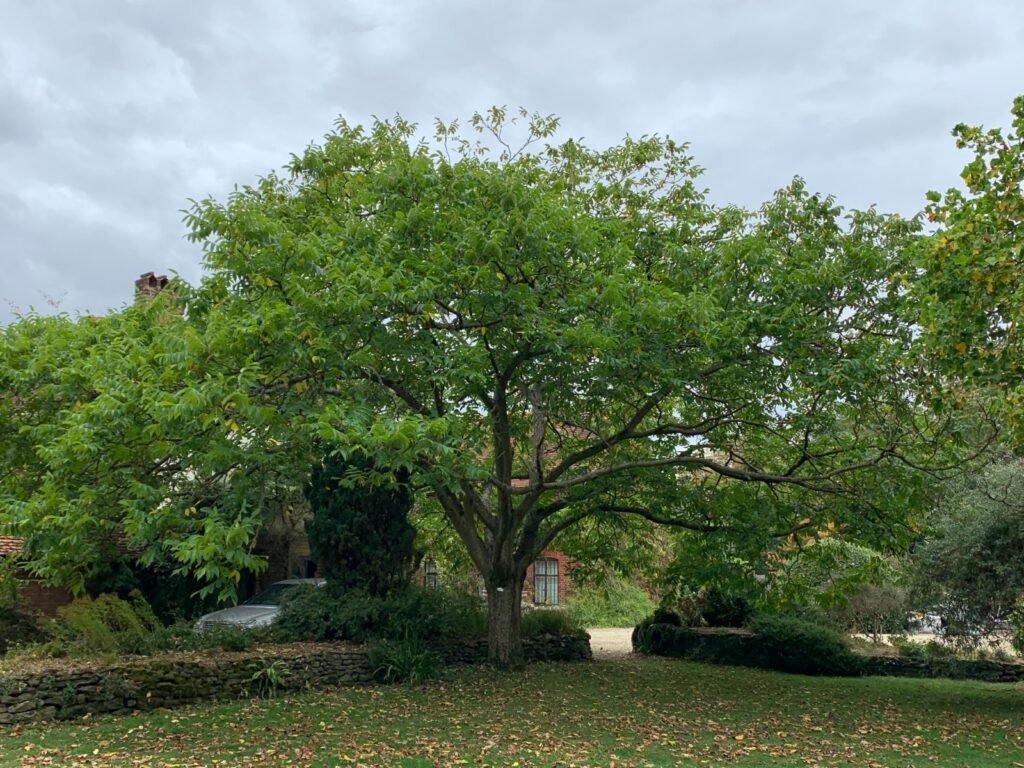 Manchurian Walnut - Juglans mandschurica