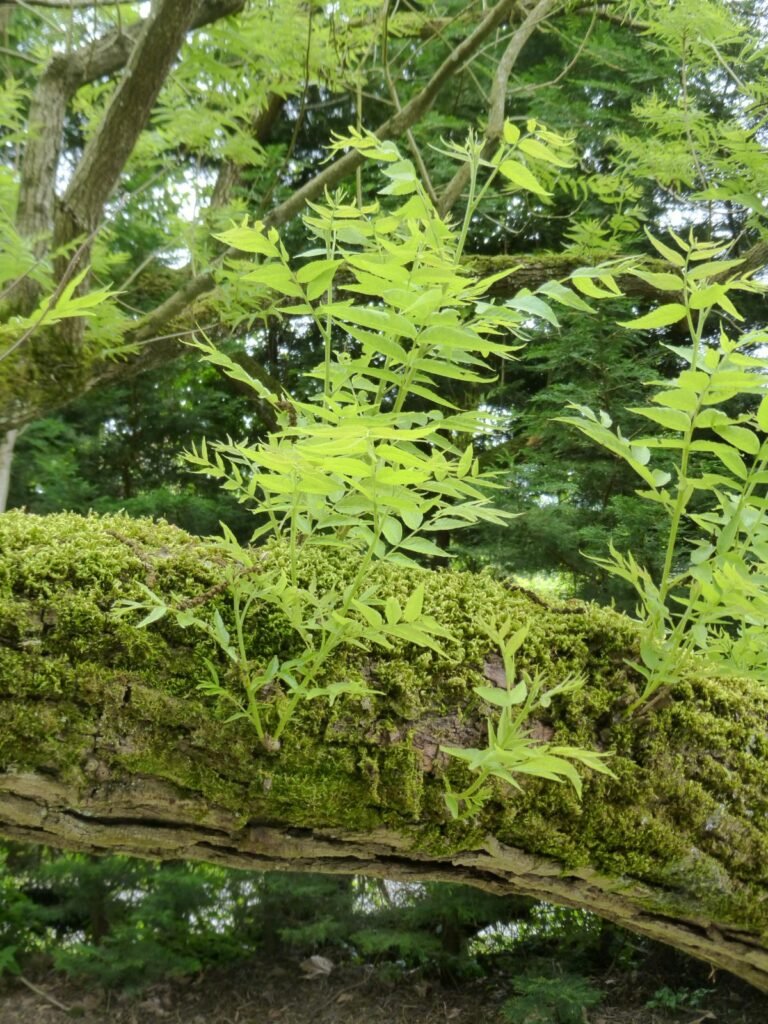 Texas Walnut - Juglans microcarpa