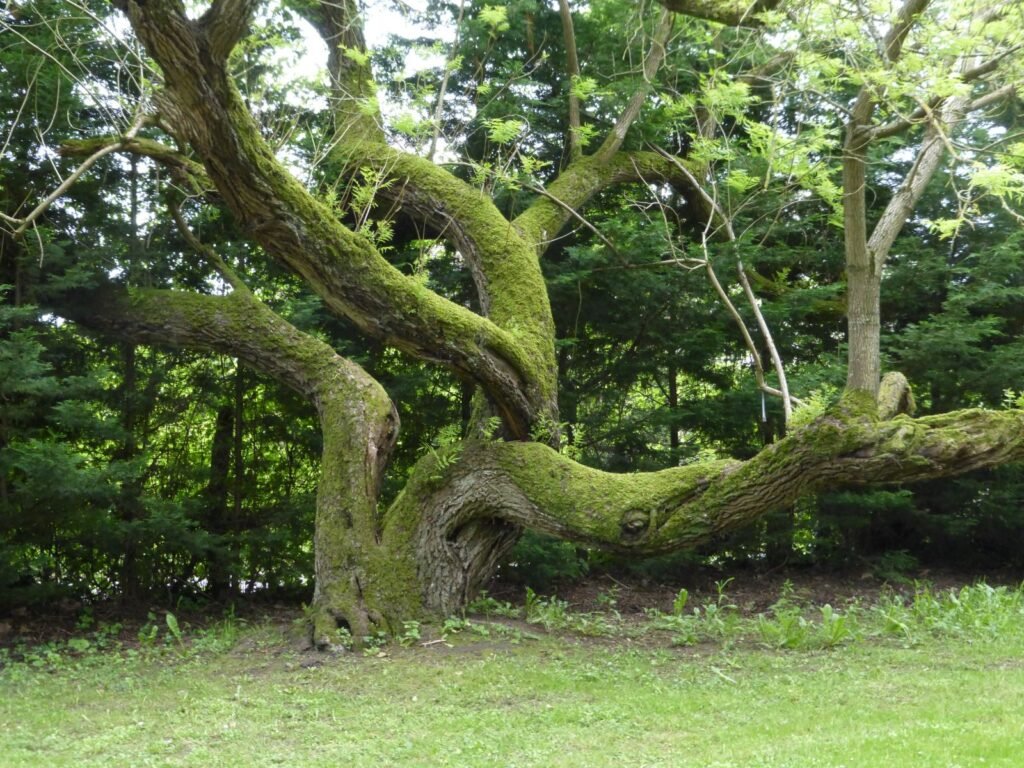 Texas Walnut - Juglans microcarpa