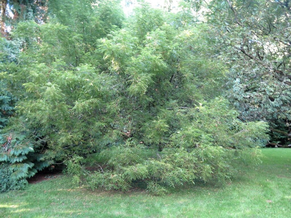 Texas Walnut - Juglans microcarpa
