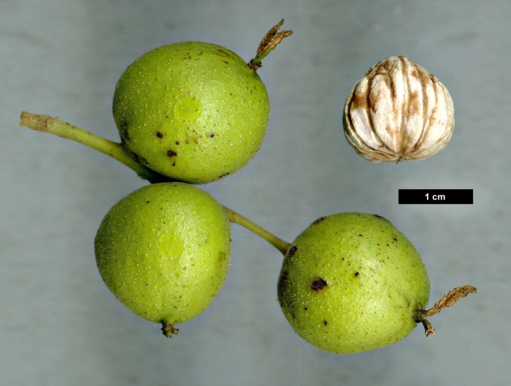 Texas Walnut - Juglans microcarpa