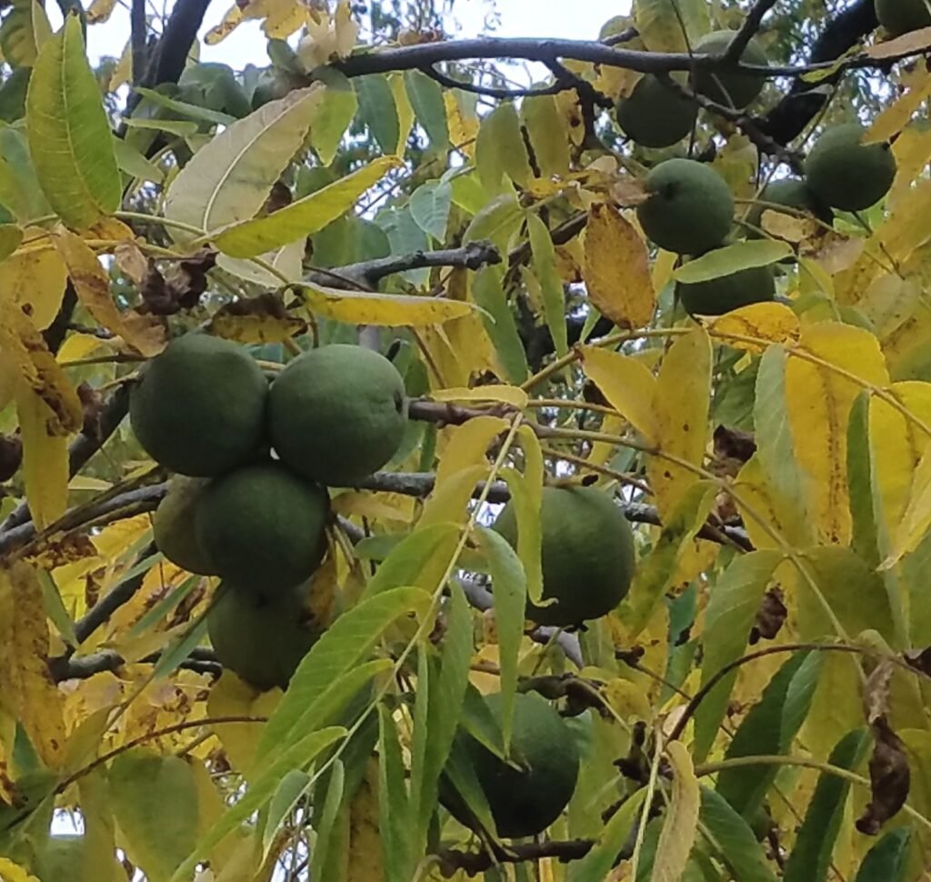 Black Walnut - Juglans nigra
