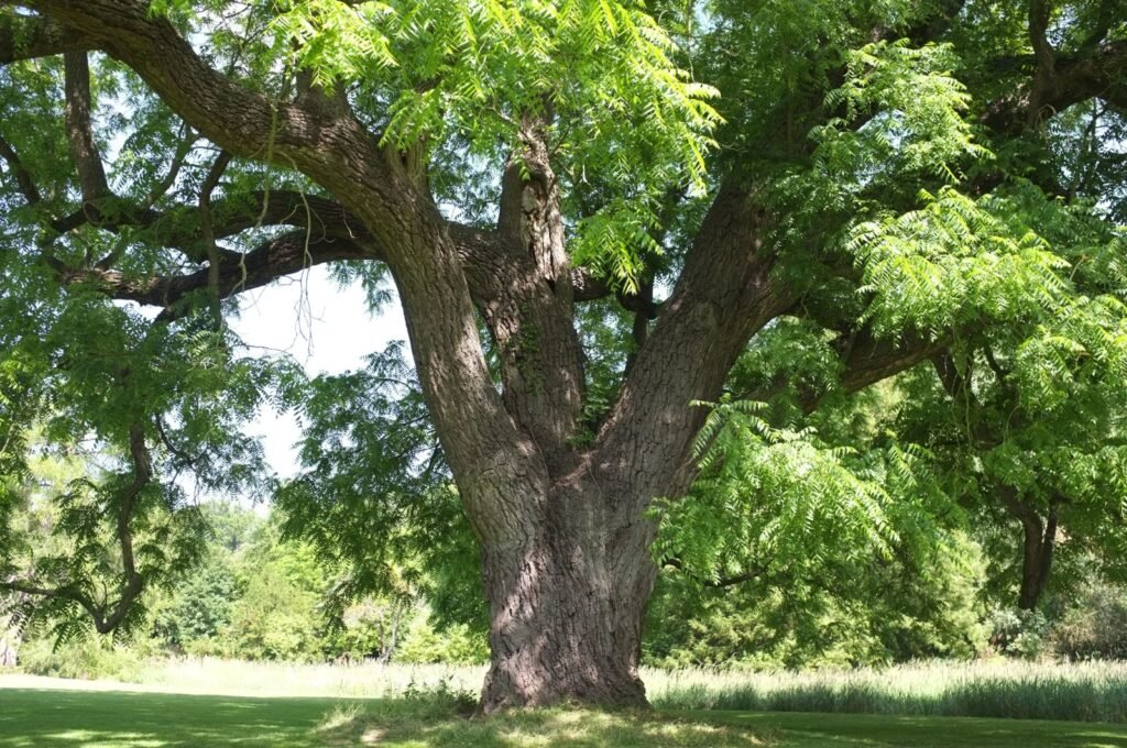Black Walnut - Juglans nigra
