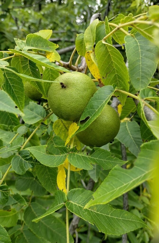 Black Walnut - Juglans nigra