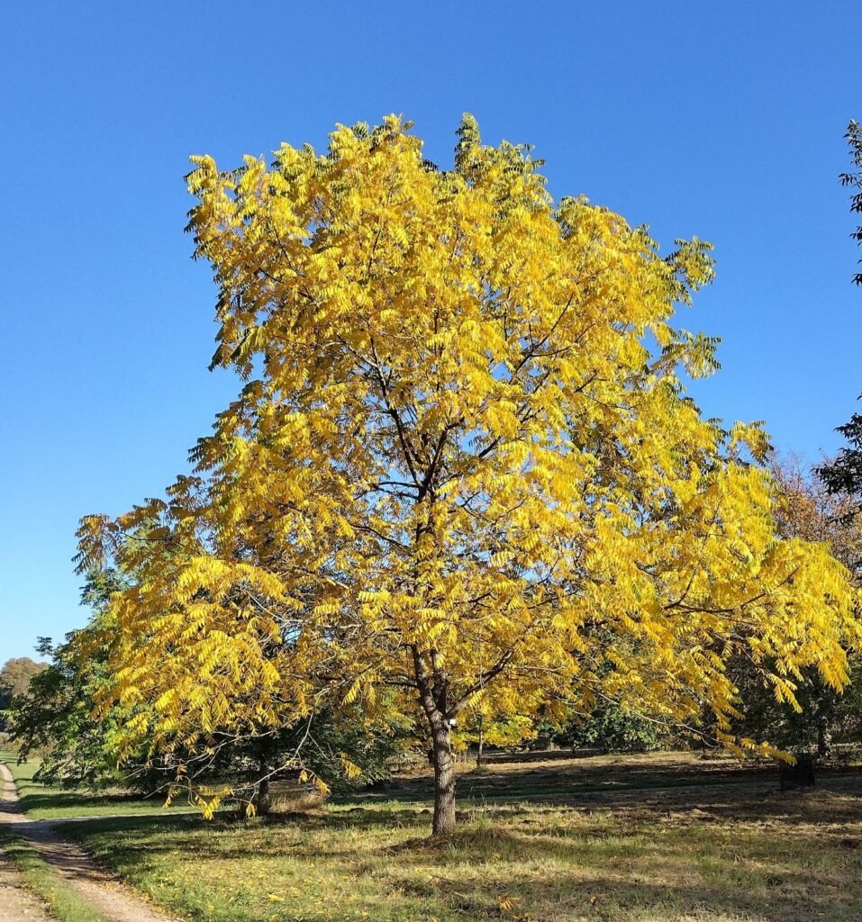 Black Walnut - Juglans nigra